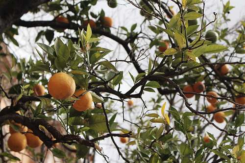 citrus fruit orange fruits in tree orange